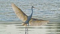 Witte reiger poseert