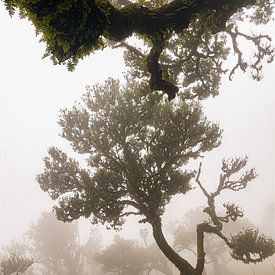Arbre dansant sur Michael Schulz-Dostal