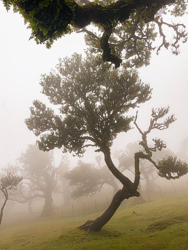 Dancing Tree von Michael Schulz-Dostal