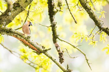 Apfelfink von Danny Slijfer Natuurfotografie