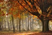 Oaktober