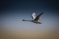 Cygne tuberculé en vol