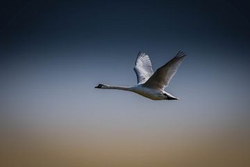 Cygne tuberculé en vol sur Rinke van Brenkelen