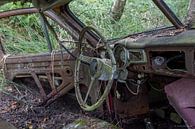Steer in car at cemetery in forest in Ryd, Sweden by Joost Adriaanse thumbnail