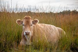 Blonde cow in Groote Peel by Kimberly Linders