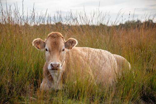 Blonde cow in Groote Peel