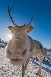 Reindeer by Denis Feiner