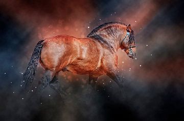 Mooie paarden van Peter Roder