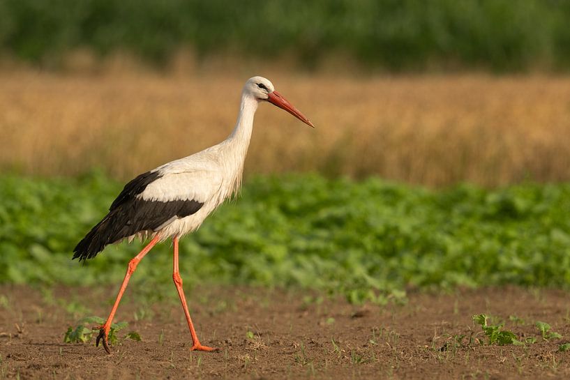 Porträt eines Storches von Sven Scraeyen