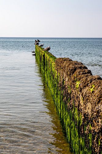 Stage with seagulls at the beach near Kampen
