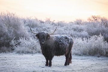 Schotse Hooglander van PeetMagneet