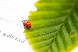 Marienkäfer auf einem Buch von Evy De Wit