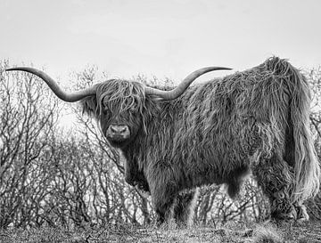 Een Schotse Hooglander zwart/wit van WeVaFotografie