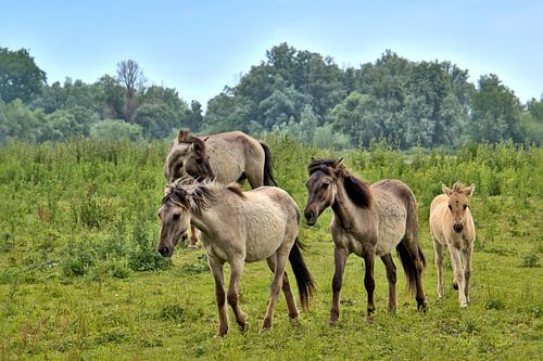 Chevaux Konik