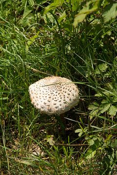 Grote paddenstoel