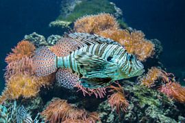 Beautiful Lionfish by Aukelien Philips