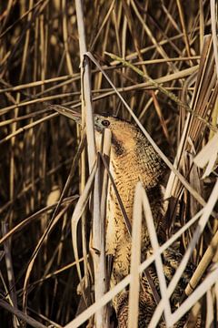 Vapeur tourbillonnante dans les roseaux sur Ward Denckens