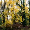 herbstlicher Wald von Nick Wendt