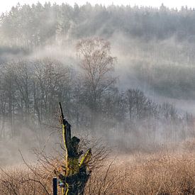 Mist in de  Ardennen sur Wilfred Roelofs