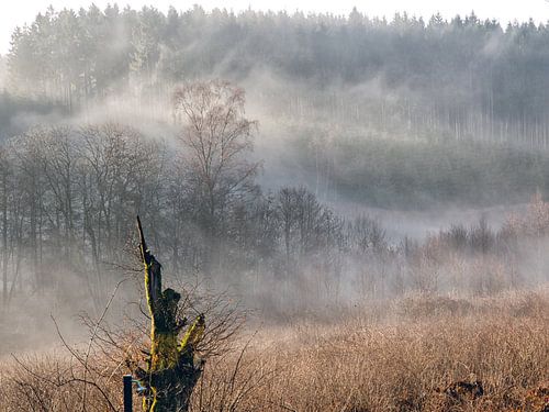 Mist in de  Ardennen