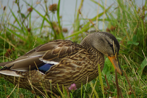 Wilde eend in de wei