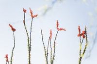 Occotillo cactus in volle bloei