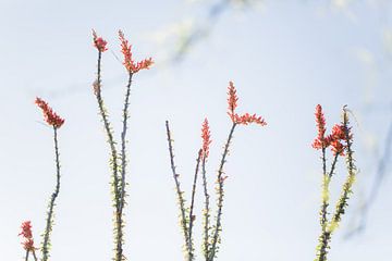 Occotillo cactus in full bloom