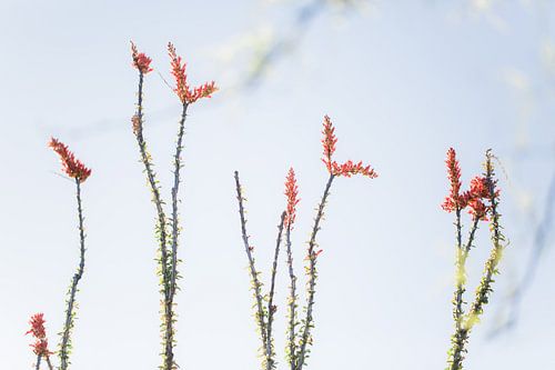 Occotillo cactus in full bloom