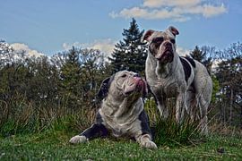 Daddy & Honey van Rebel Bully's