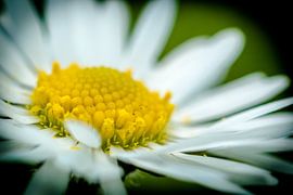 daisy close up by Frank Ketelaar