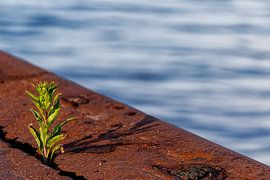 The green in steel by Detlef Schöler Fotografie