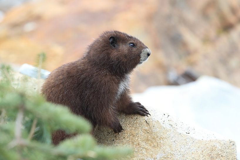Vancouver Island Marmot, Marmota vancouverensis,Mount Washington, in the natural habitat, Vancouver  by Frank Fichtmüller