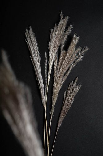 Fleur sèche foncée