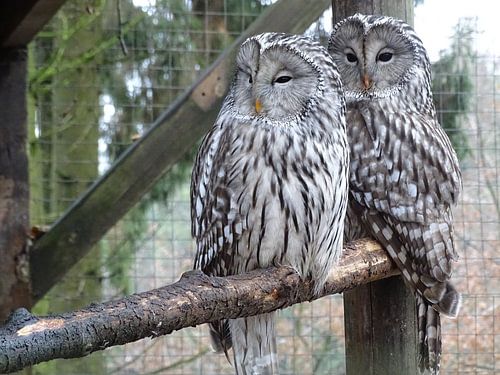 The Owls Brothers