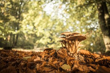 Champignons dans la forêt pendant une belle journée d'automne  sur Sjoerd van der Wal Photographie