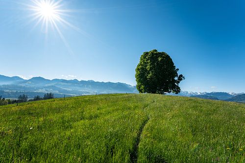 Spring on the Wittelsbacher Höhe between Fischen and Ofterschwang in the Allgäu with a magnificent view of the snow-covered Allgäu Alps by Leo Schindzielorz