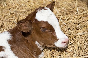 Neugeborenes braunes und weißes Kalb ruht in einem Strohballen