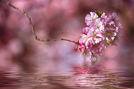 Hanami by Thomas Herzog