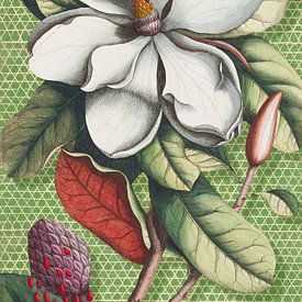 Botanical Geometry by Marja van den Hurk