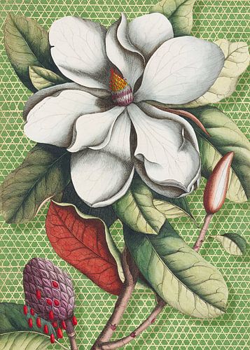 Botanical Geometry van Marja van den Hurk