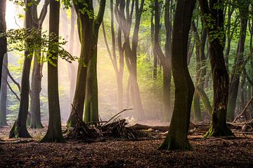 Sunrise in forest by Stefan Lok