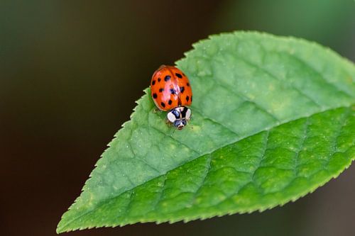 Klein lieveheersbeestje brengt geluk in huis