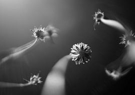 Prana von anne vlietstra