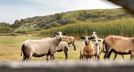 Schafe in den Dünen von Walcheren 2 von Percy's fotografie