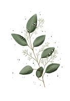 Eucalyptus klein met grof blad
