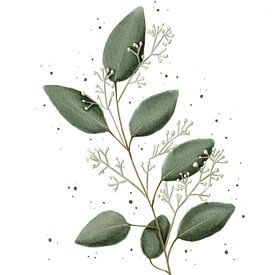 Eucalyptus small with coarse leaves by Anke la Faille