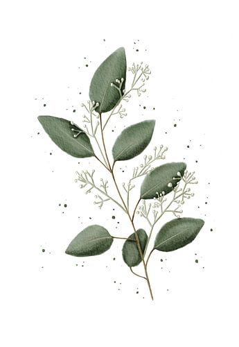 Eucalyptus small with coarse leaves by Anke la Faille
