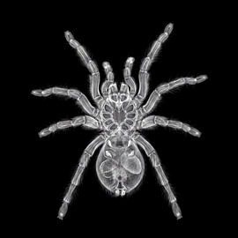 Röntgenaufnahme der Tranchilla-Spinne von The White Rabbit