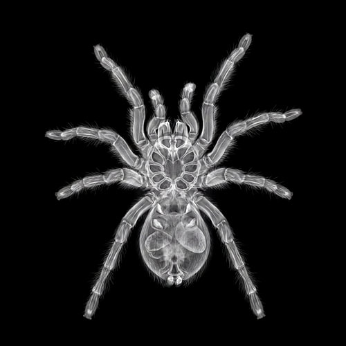 Röntgenaufnahme der Tranchilla-Spinne