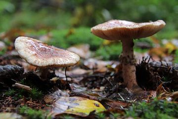 Mushrooms in the forest by Henk van Holten